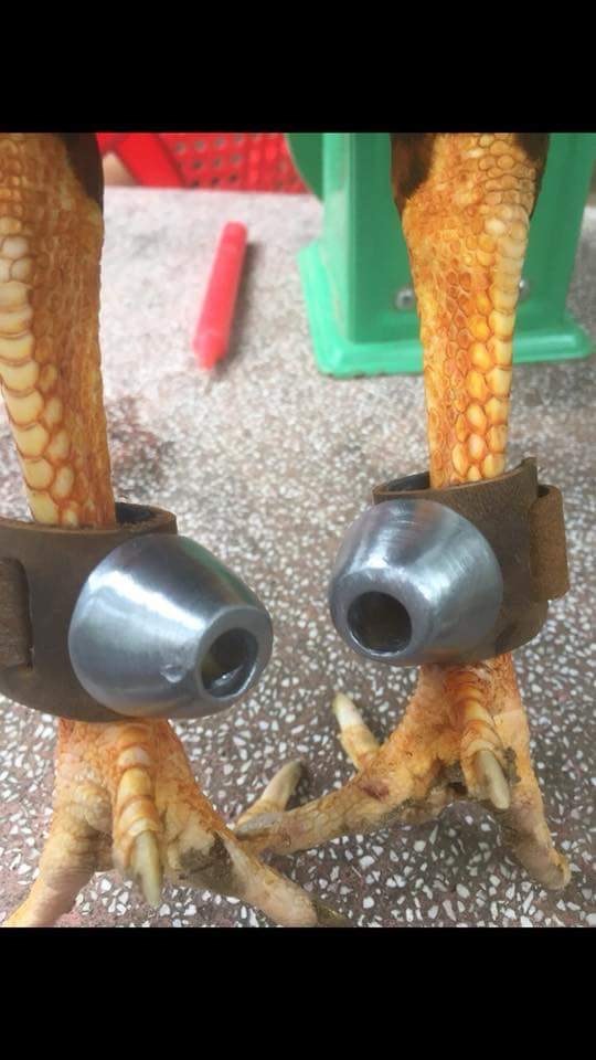 TẠ GÀ NÒI - TẠ TẬP CHO GÀ