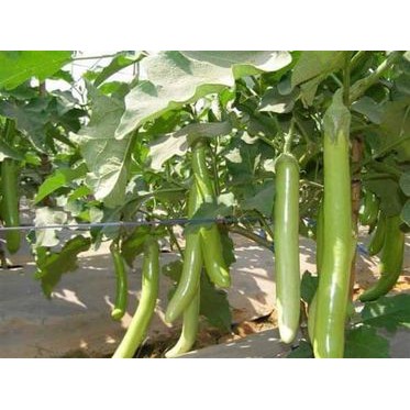 300h - hạt giống cà xanh mỡ dài thái lan
