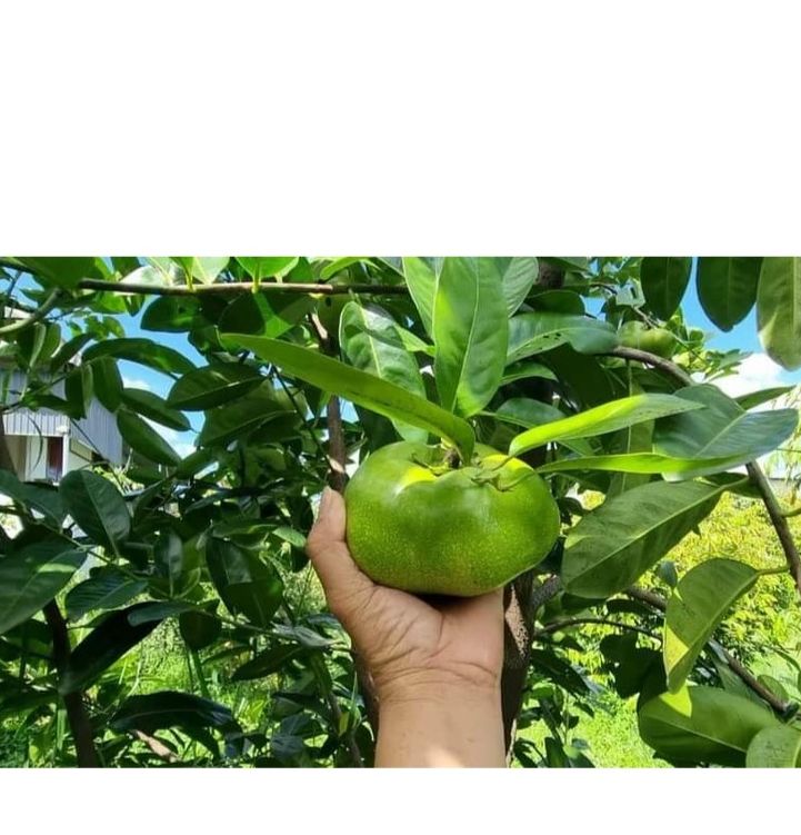 CÂY GIỐNG HỒNG ĐEN SOCOLA ( CÂY GHÉP SIÊU SỚM ) _CÂY GIỐNG ĐỨC MẠNH