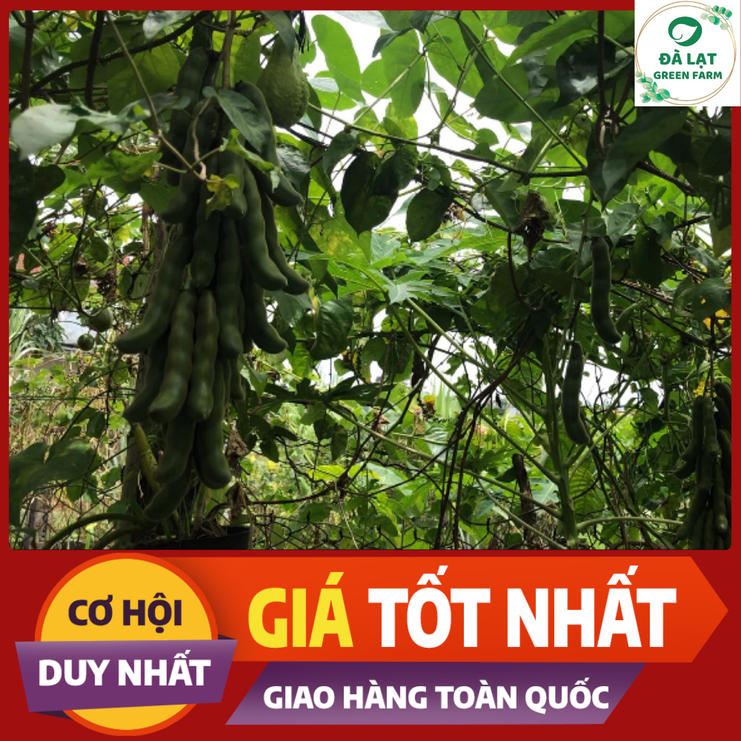 5H_HẠT GIỐNG ĐẬU ME (DỄ TRỒNG)