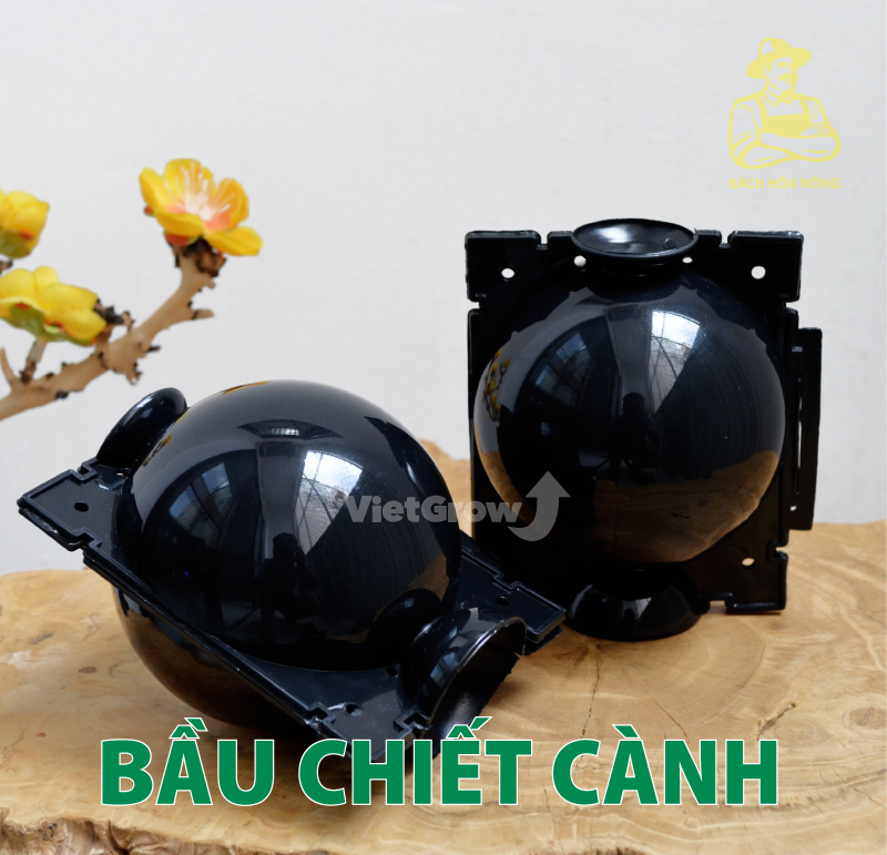 [HCM]Combo 5 Bầu chiết cành Croco - Size M (8cm), Màu Đen