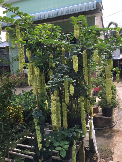 Cây Huyền trân công chúa