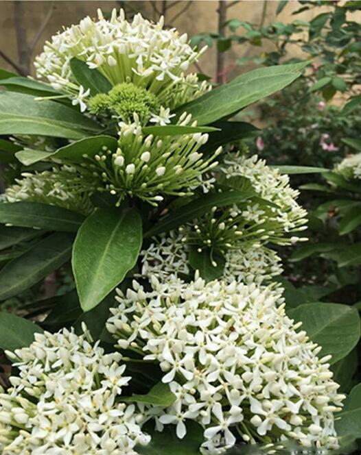 hoa mẫu đơn trắng, đơn ta, hoa rất thơm, gửi đi nguyên bầu cây lớn đang nụ hoặc sắp nụ