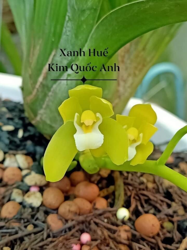 Cây  giống  kiếm  gieo  hạt  xanh  huế