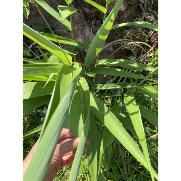 cây chít ,cây đót (gốc giống)
