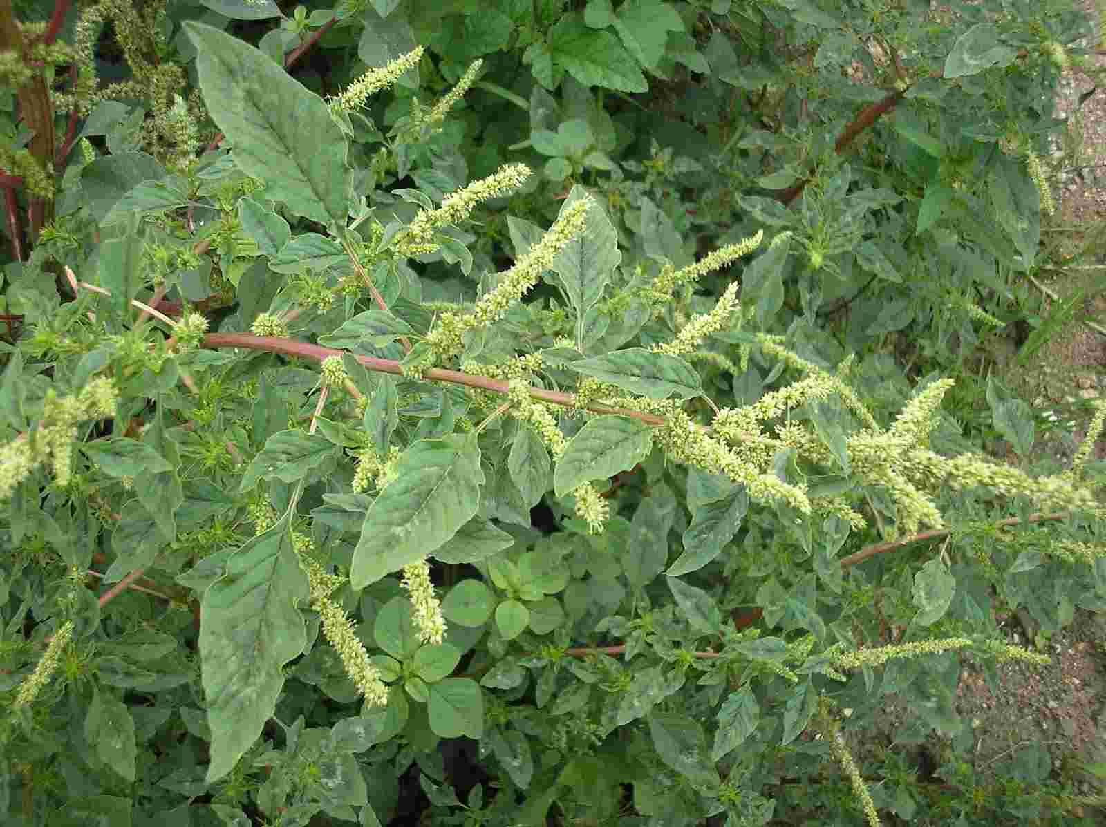 Cây dền gai khô 1kg điề.u t.rị thoát vị đĩa đệm, xương khớp rất tốt