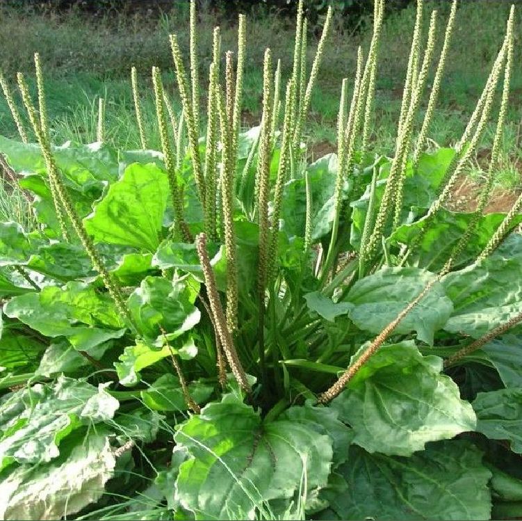 Hạt giống cây rau mã đề (gói 1gram - 6000 hạt )- VTNN2