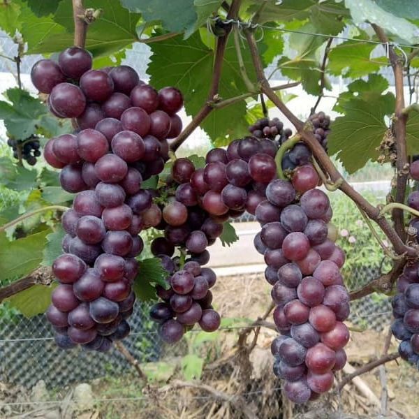 Cây Nho Hạ Đen (mua 2 tặng thêm phân bón)