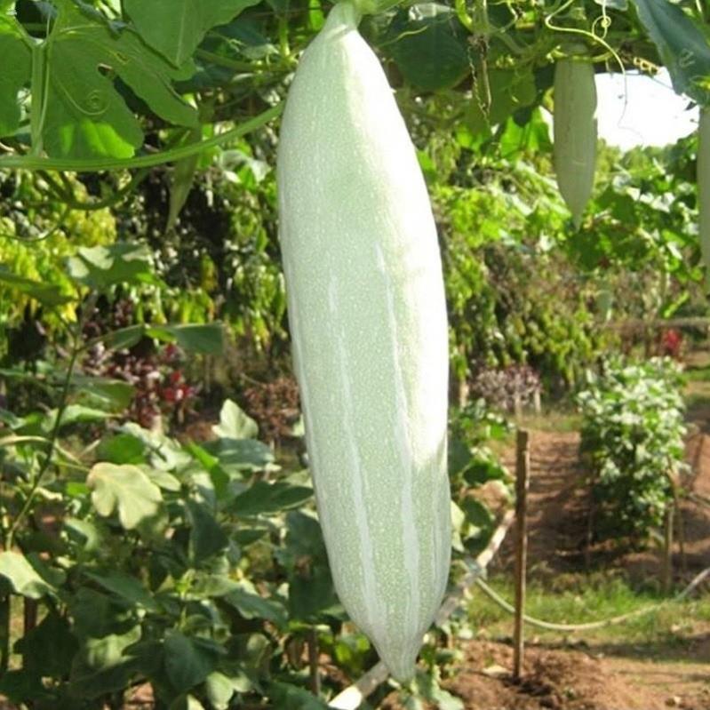 Hạt Khổ Qua Tây Trắng - Gói 5 gram