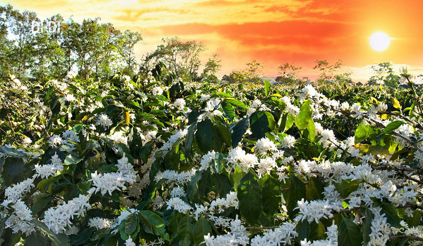Sỉ 5kg cà phê rang nguyên hạt robusta Buôn ma Thuột