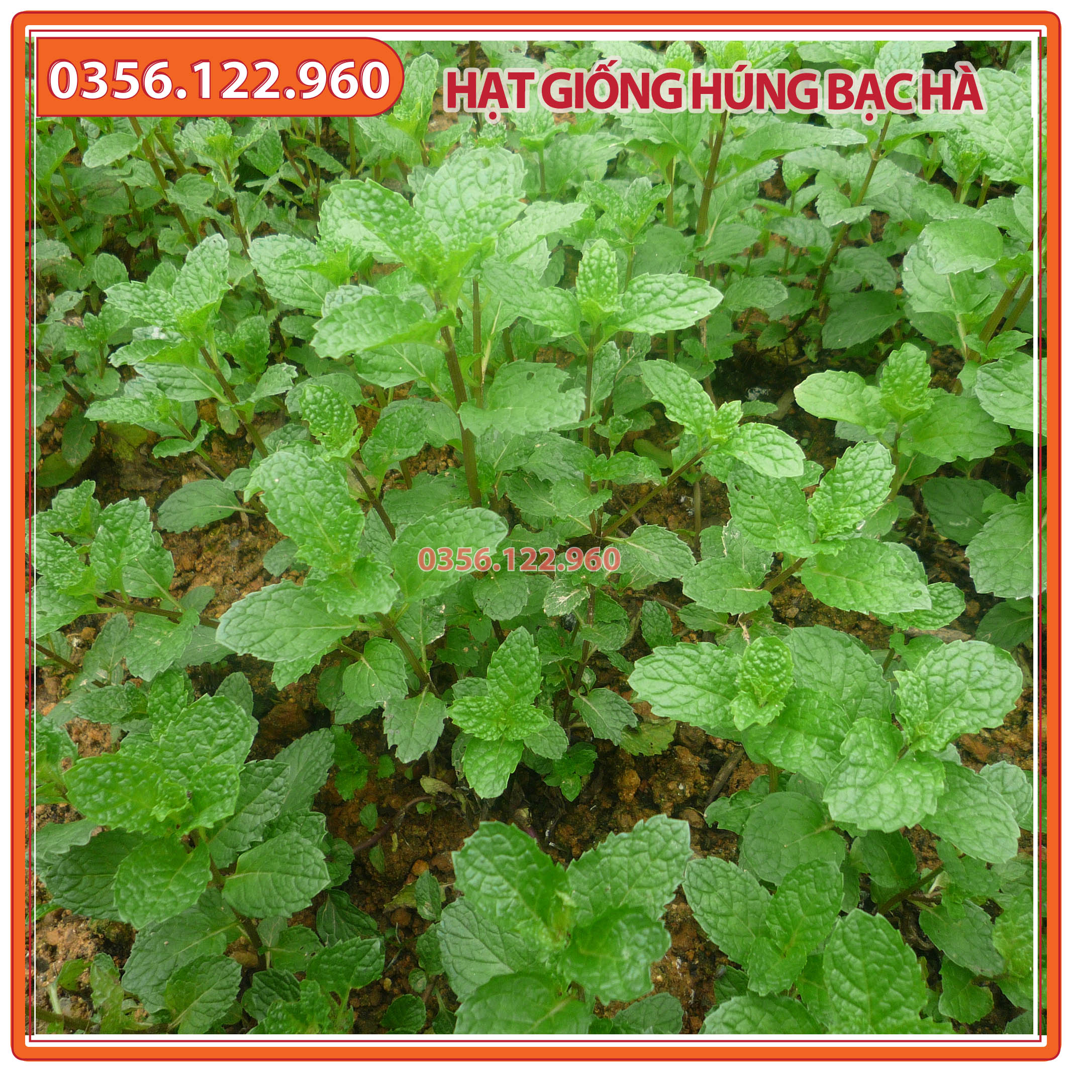 Hạt giống rau húng bạc hà - gói 0,5 gam