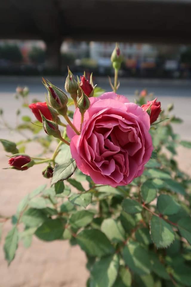 [Cây giống hoa] Hồng Nhật Bản Aoi (hồng bụi) size chậu C10 - CayGiongTot