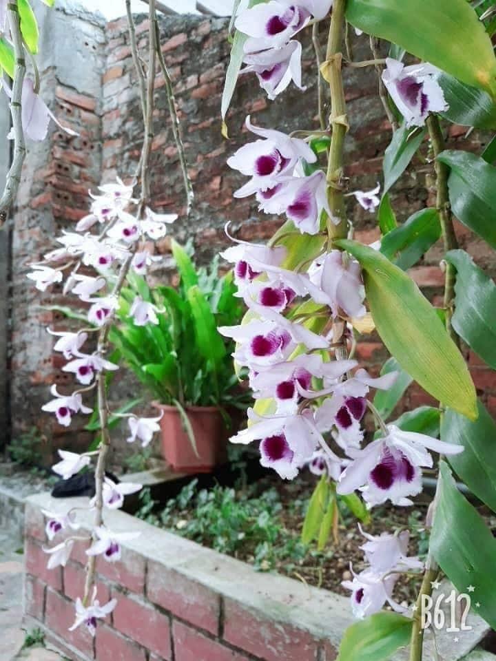 phong lan phi điệp, giả hạc