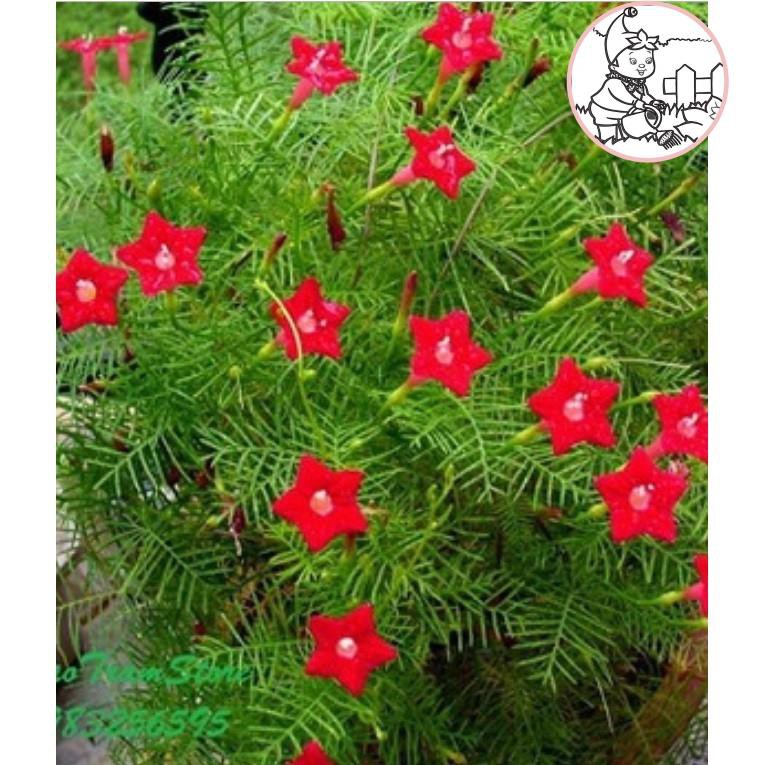 HẠT HOA TÓC TIÊN DẠNG LEO - GÓI 0,5 GRAM