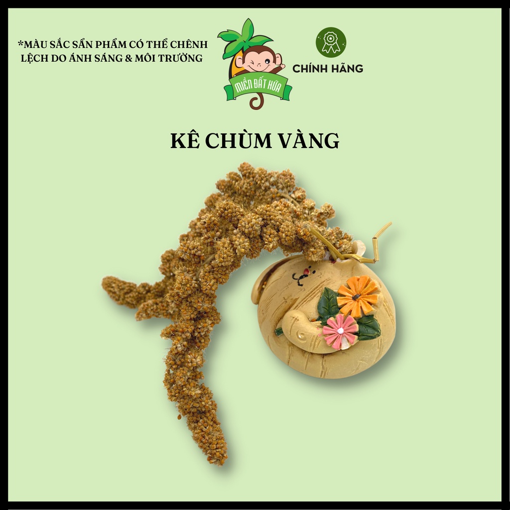 Thức ăn cho hamster - Kê chùm thơm ngon, dinh dưỡng dành cho hamster, chim nhỏ