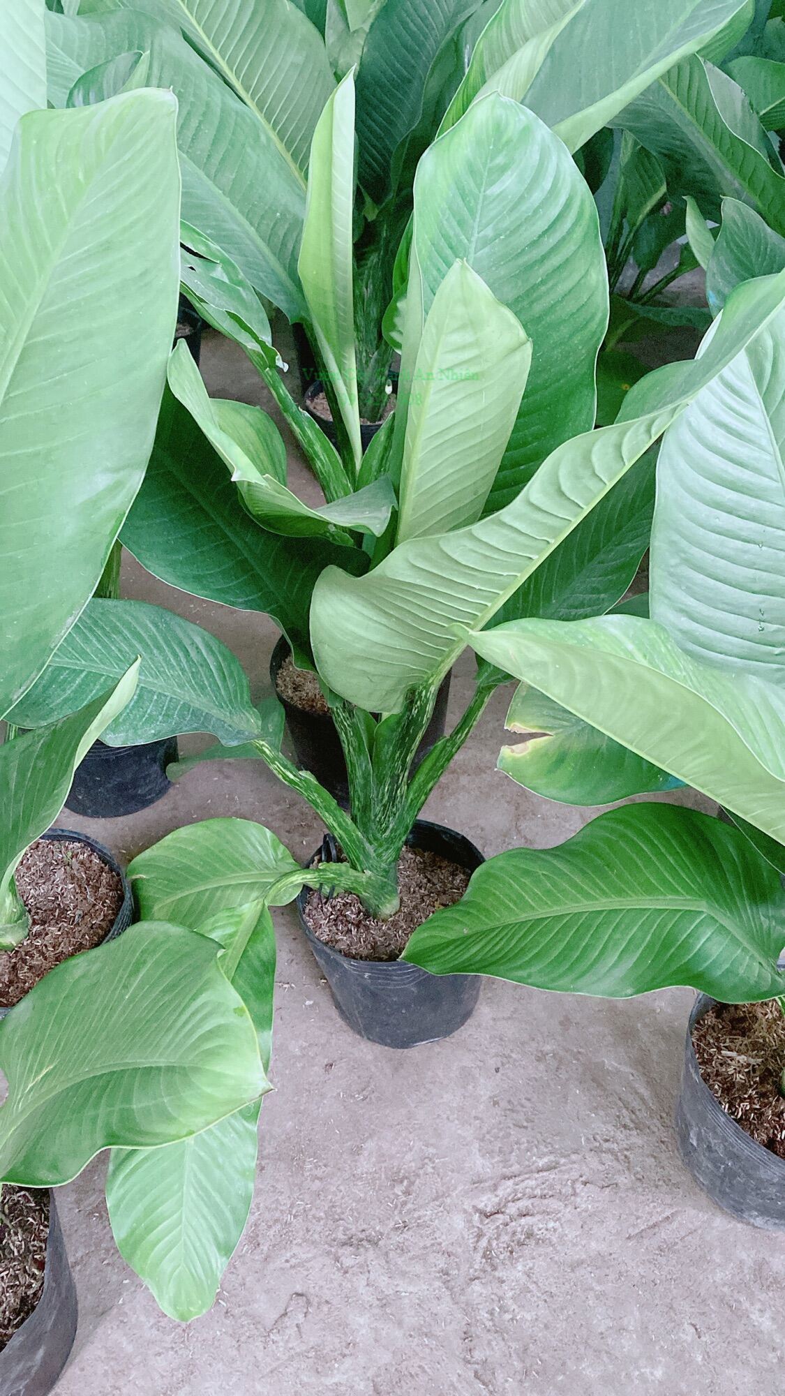 Cây Đại Phú Gia (chỉ giao hcm)