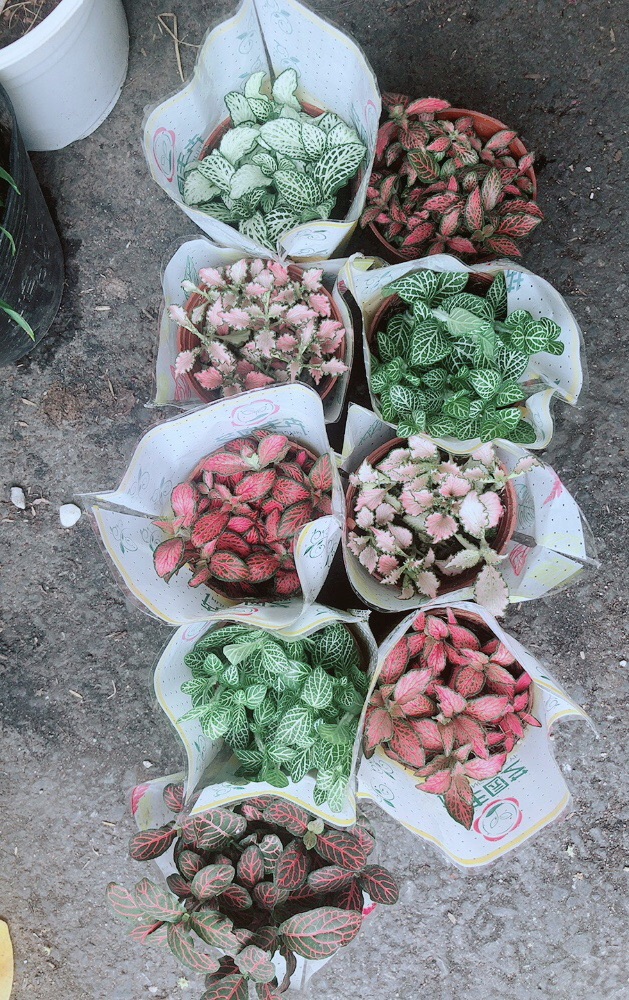 Cây Cẩm Nhung 35k