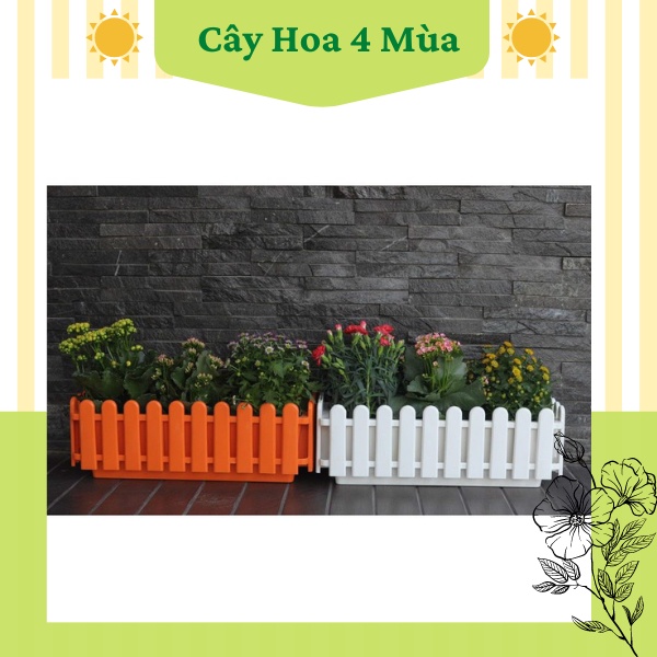 COMBO 5 Chậu nhựa trồng cây hoa kiểu dáng hàng rào loại 1