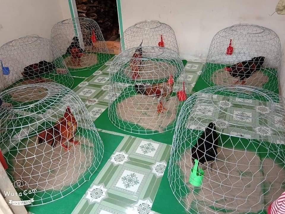 Thảm lót bội gà tròn (1m vuông/tấm)