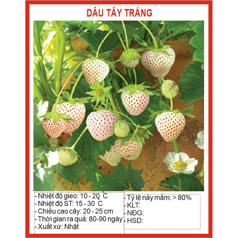 MA1C Hạt giống Dâu tây Trắng 50 Hạt