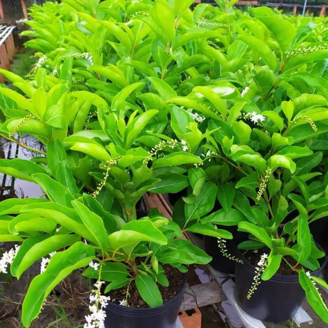 Cây giống Lài Thơm Thái - CayGiongTot