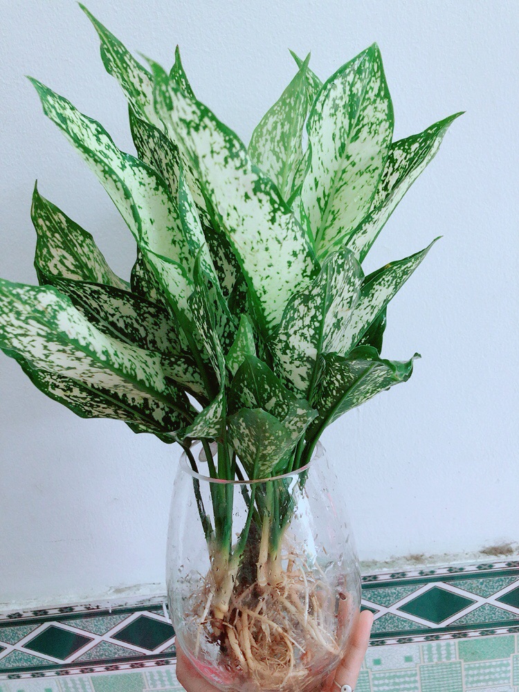 Chậu Ngọc Ngân Thuỷ Sinh