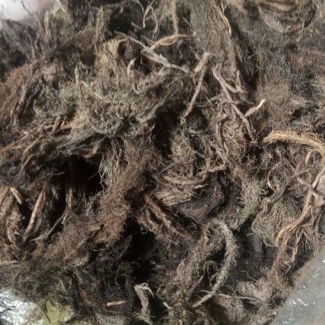 Rễ bèo Tây khô đã xử lí 100 nghìn/1kg