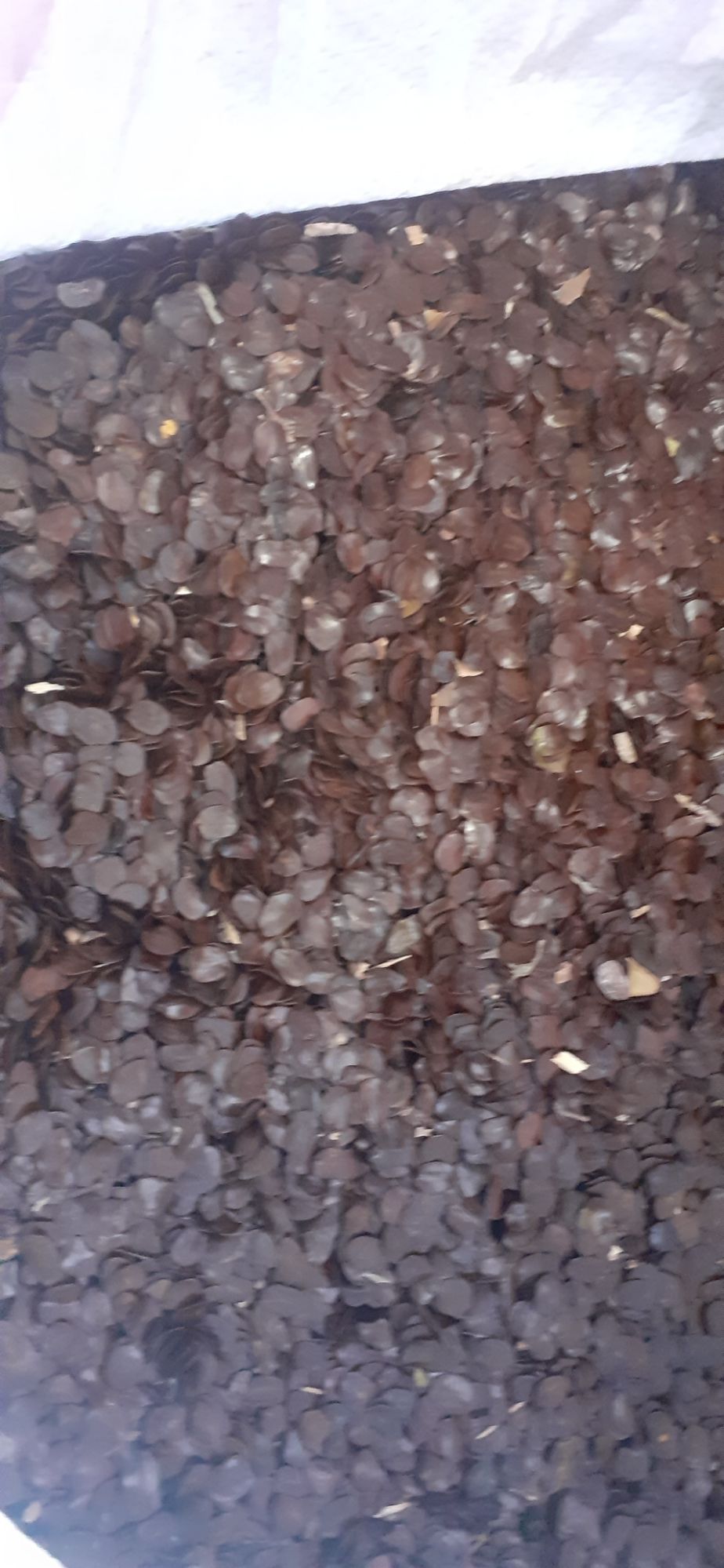 50gram hạt muồng đen