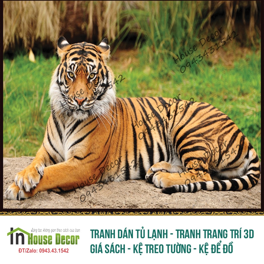 Tranh dán tường con hổ 2022, tranh hổ phong thủy - giấy dán tường 3d - house decor hổ