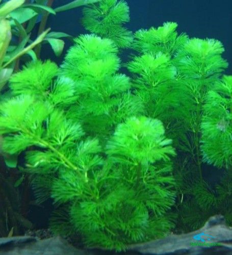 Tiểu Bảo Tháp lá nước- cây thủy sinh cắt cắm không cần c02 và nền - Mộc Nhân Farm
