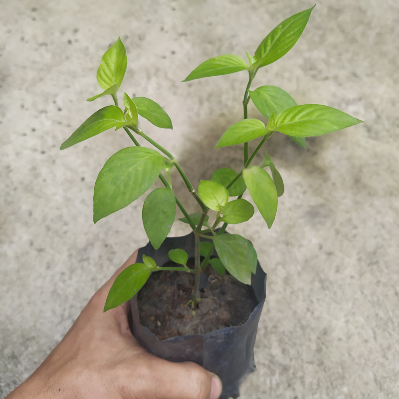 Cây lá cẩm đỏ dùng để tạo màu thực phẩm