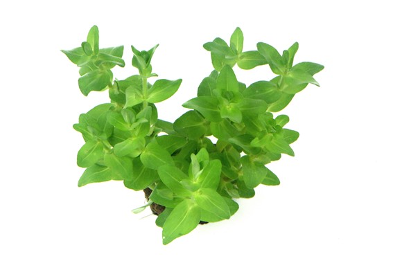 7 nhánh Lệ Nhi thủy sinh lá cạn