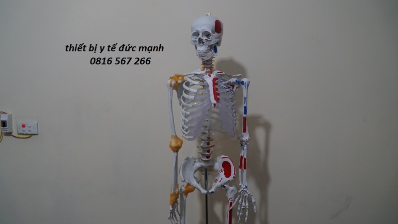 Mô hình xương người 170cm có nguyên ủy bám tận