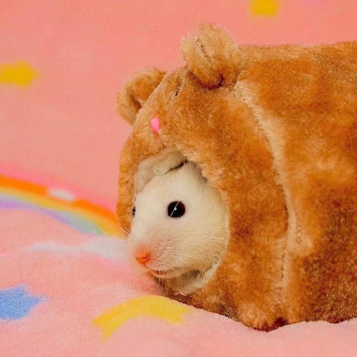 thức ăn hamster - thức ăn hamster