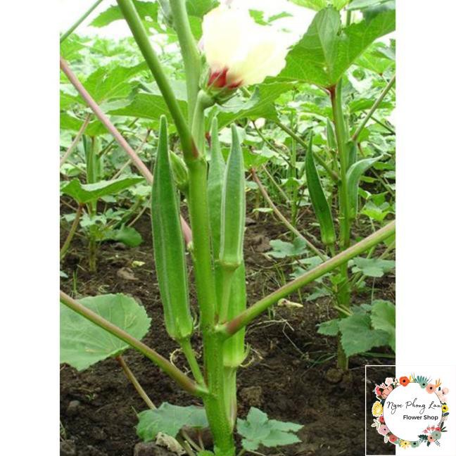 Hạt Giống Đậu Bắp Cà Bắp Lai Ấn Độ - Gói 20 Gram