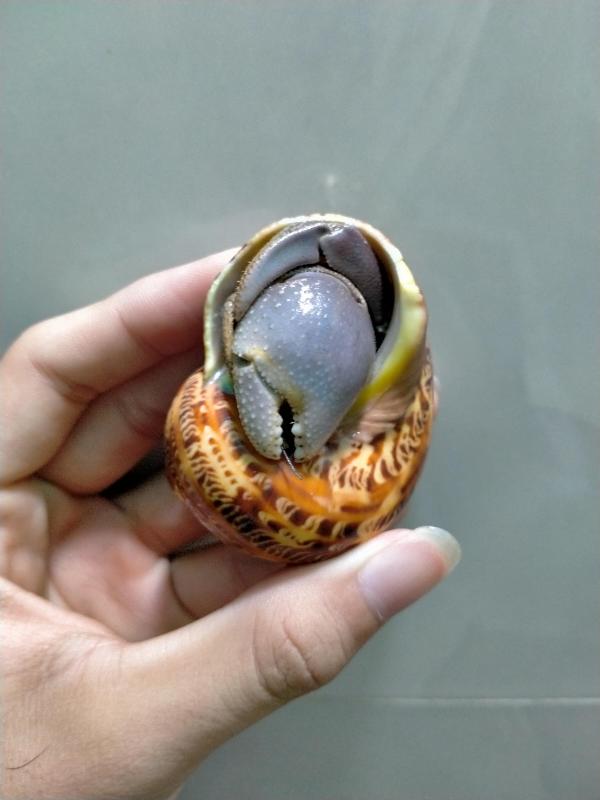 Bremanus size XL ( đã thay vỏ xà cừ đỏ)