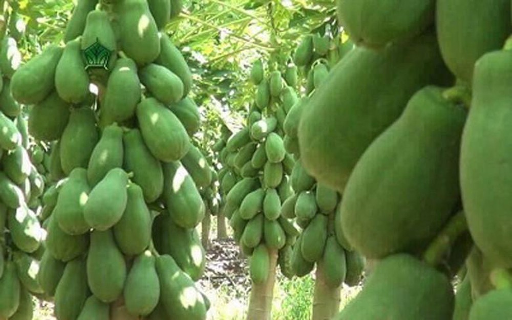 Hạt giống đu đủ ruột đỏ nhập khẩu thái lan