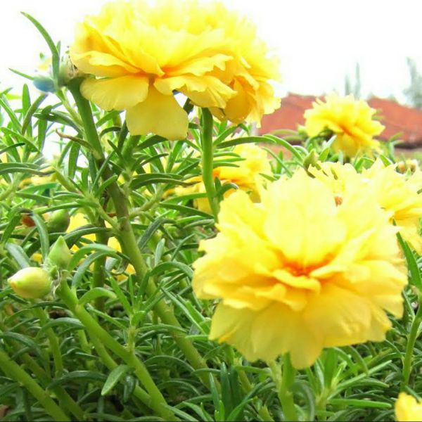 Hạt Giống Hoa Mười Giờ
