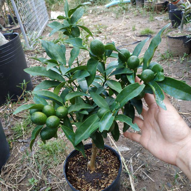 Cây Tắc Thái ( tắc vỏ ngọt) đang có trái