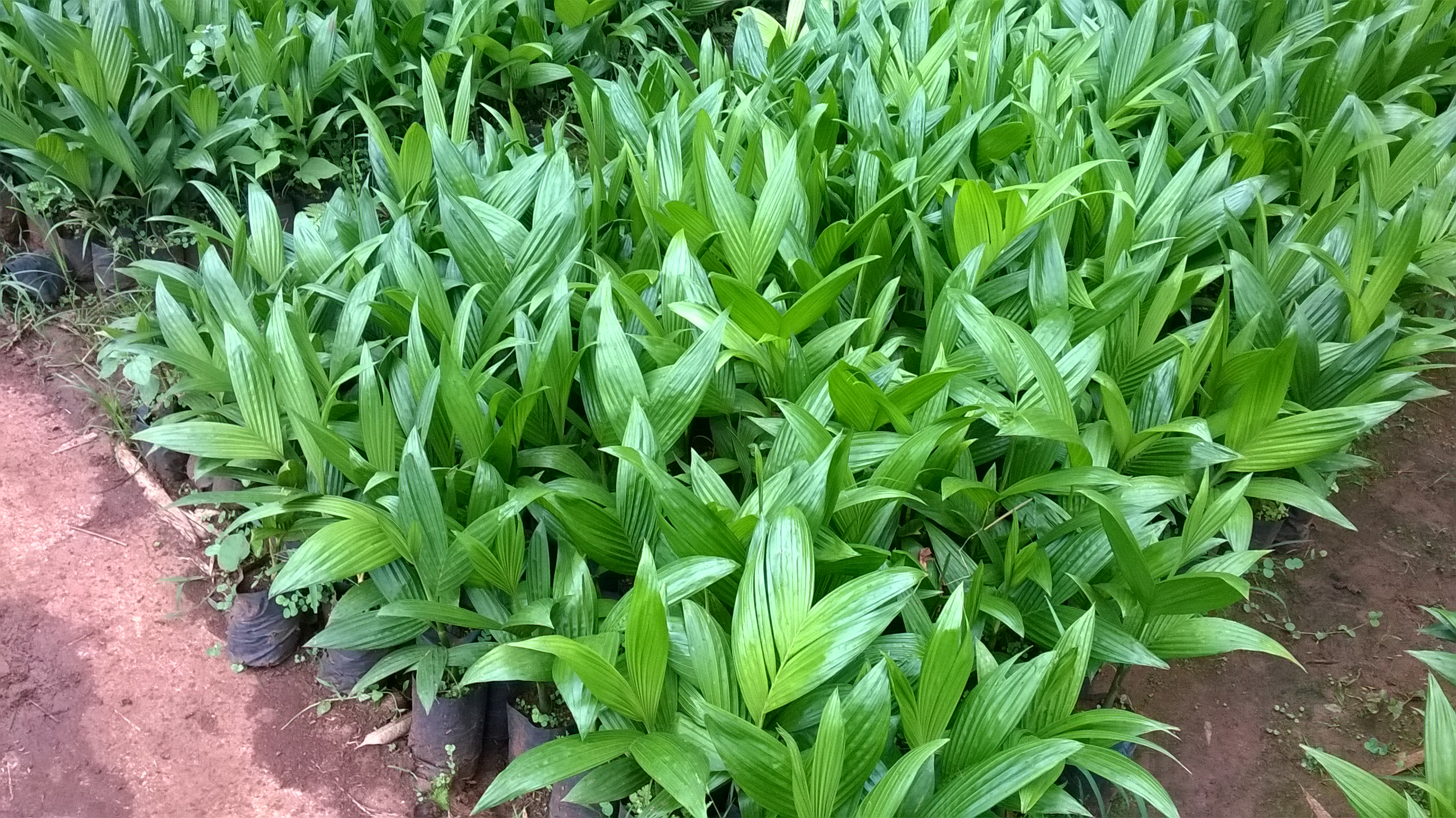 1 kg HẠT GIỐNG CÂY CAU CAO TỨ QUÝ  [ [ Giống Cau Quãng Ngãi - quả tròn ] ] [ 1 KG TẦM ĐƯỢC 20 - 25 QUẢ Ạ ]