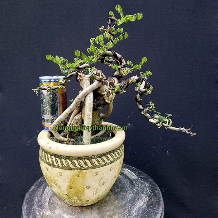 0,2kg Dây nhôm uốn cây 2mm