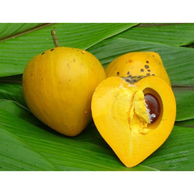 Cây giống lê kim ma thái siêu trái