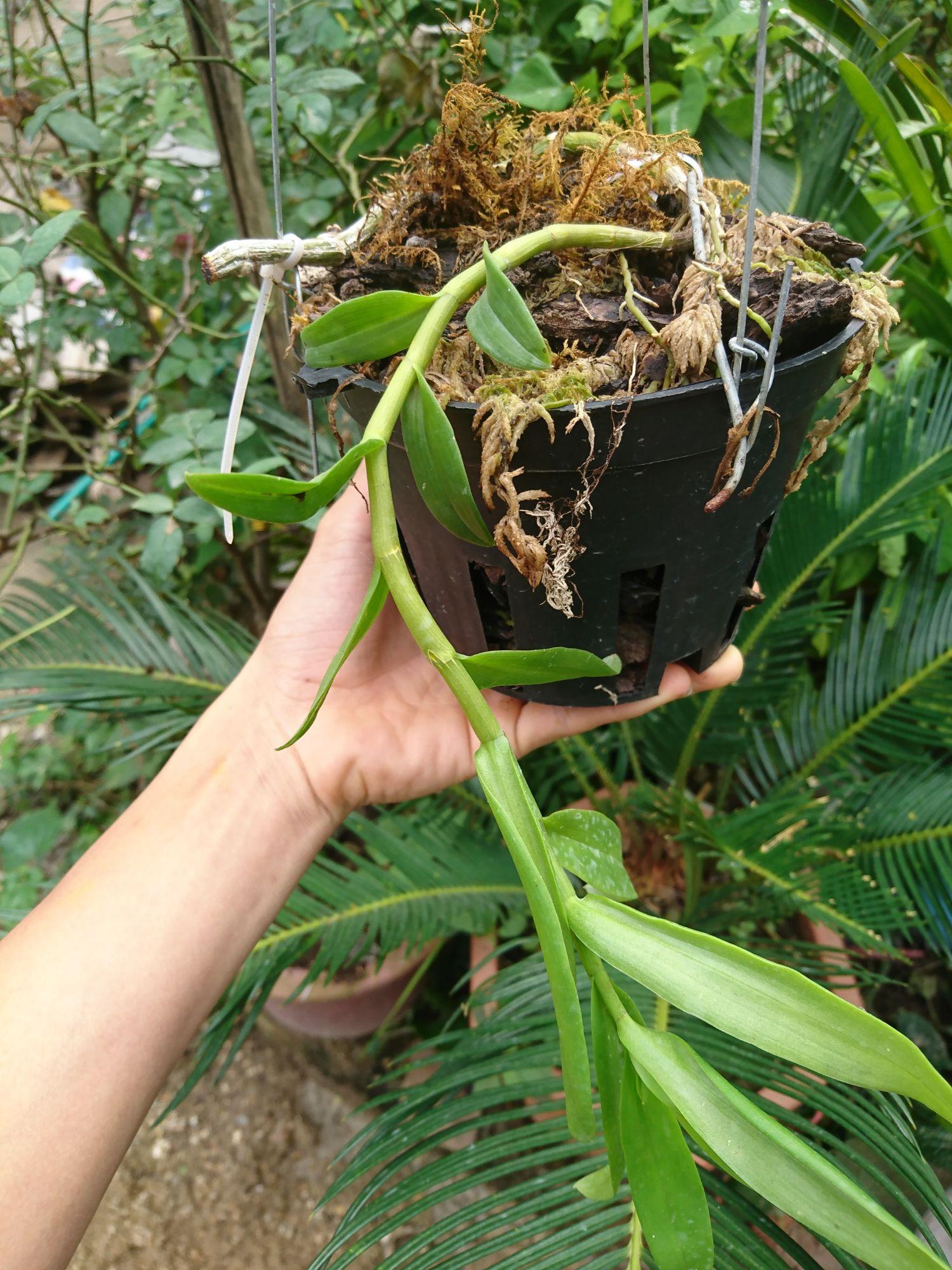 Phi điệp tím Thái nguyên (chính chủ)