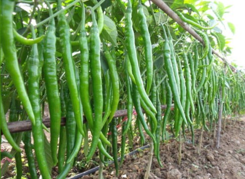Hạt giống ớt siêu dài