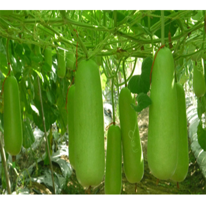 Gói 10 hạt giống quả bầu sao ngắn