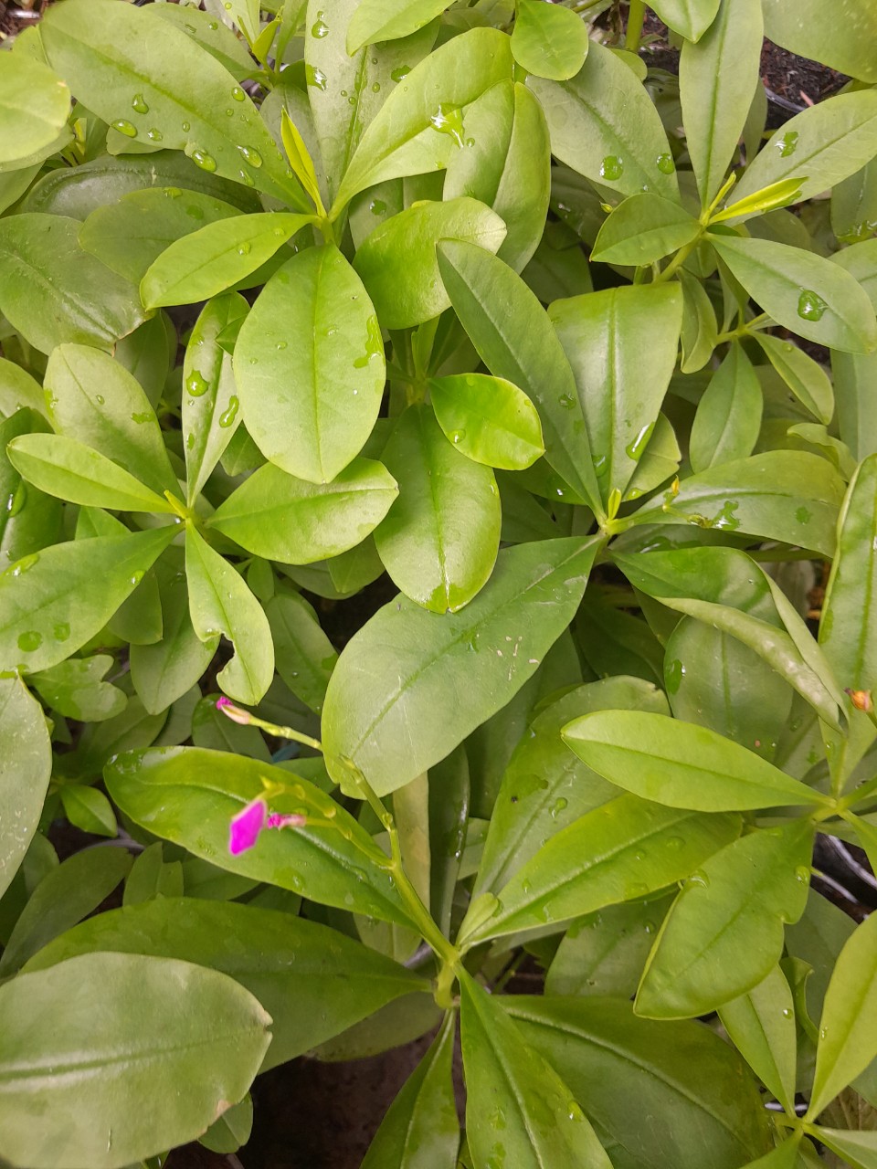 Cây Rau Sâm Đất Giống, chậu cây như ảnh chụp