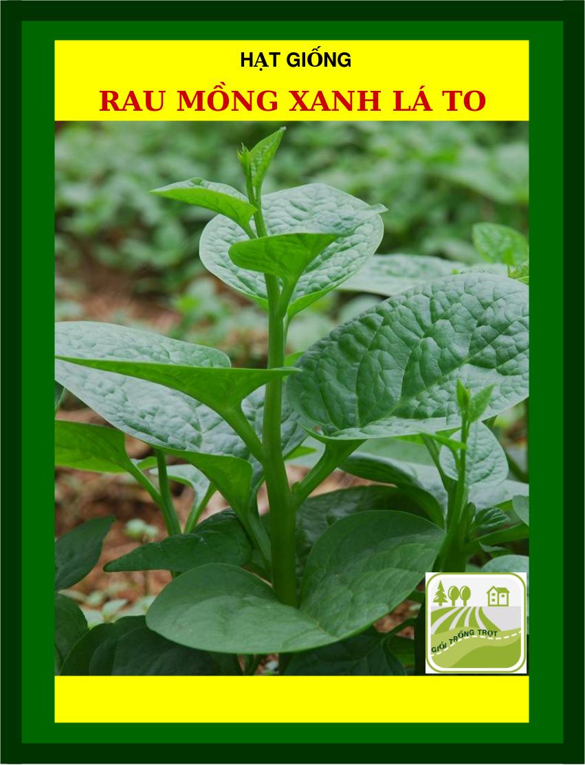 Hạt Mồng Tơi Đỏ, Xanh Lá To 50 Gram