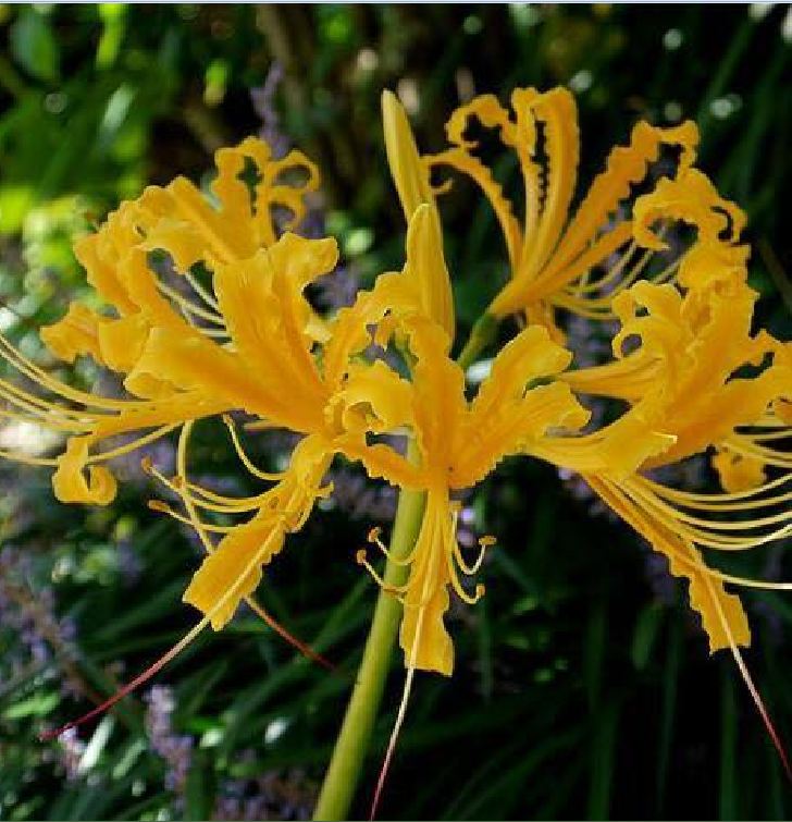 Củ giống hoa bỉ ngạn hoa màu cam - ( 1 củ )[Seeds]