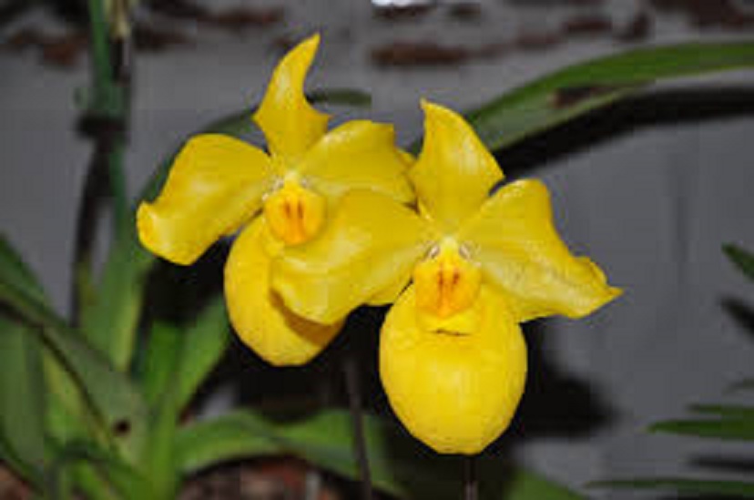 CÂY GIỐNG LAN HÀI MỐC VÀNG