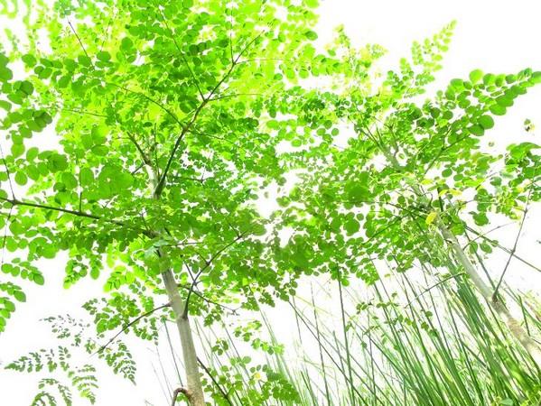HẠT GIỐNG CÂY CHÙM NGÂY (gói 10 hạt)
